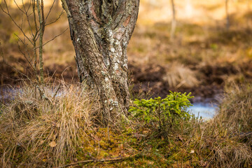 A beautiful springtime scenery of a swampy forest in Northern Europe. Spring landscape of a wet forest and small trees growing.
