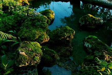 Selective focus green moss for background texture beautiful in garden.