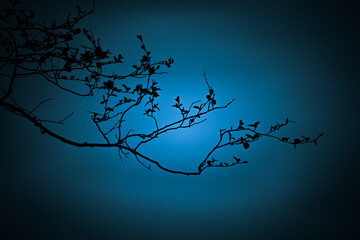 A beautiful dark tree silhouettes against the dark blue skies in dawn. Springtime scenery before the sunrise. Dark skyscape in spring in Northern Europe.