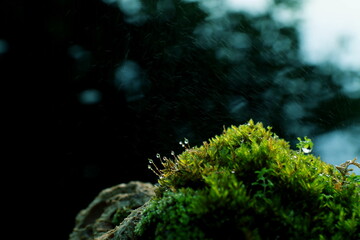  Selective focus green moss for background texture beautiful in garden.