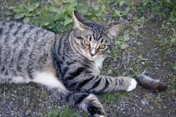 Naklejka na ściany i meble Gray striped young cat lies in the yard with a caught mouse