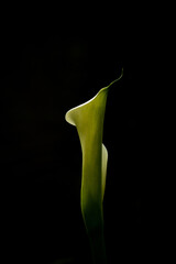Isolated tubular flower cala Lilly 