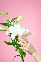 Bouquet of white flowers on a pink background and female hand cropped view