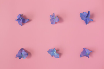 Flat lay with hydrangea or hortensia blue-purple petals on pink background