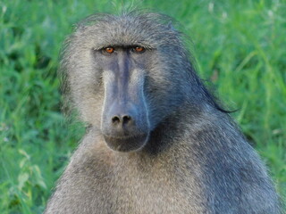baboon sitting in the grass