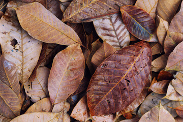 Closeup nature view of dry leaves background and frame.