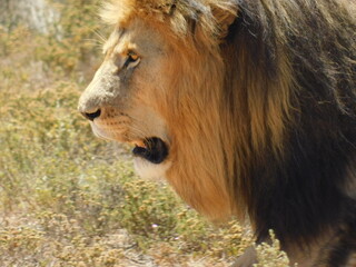 lion in the wild