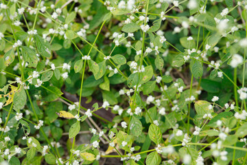 Fototapeta na wymiar Small white flowers on green leaf background, Alternanthera sessilis selective focus
