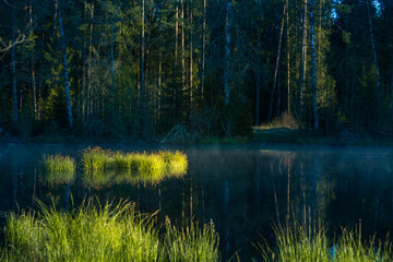 Fototapeta premium Beautiful green grass growing in the flooded wetlands during spring. Grass reflections on the water surface. Springtime scenery of wetlands in Northern Europe.