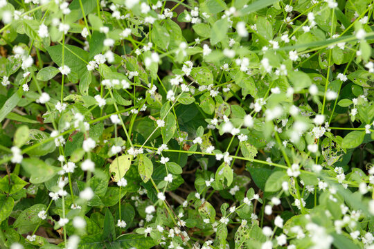 Small white flowers on green leaf background, Alternanthera sessilis selective focus