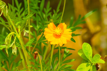 yellow flower