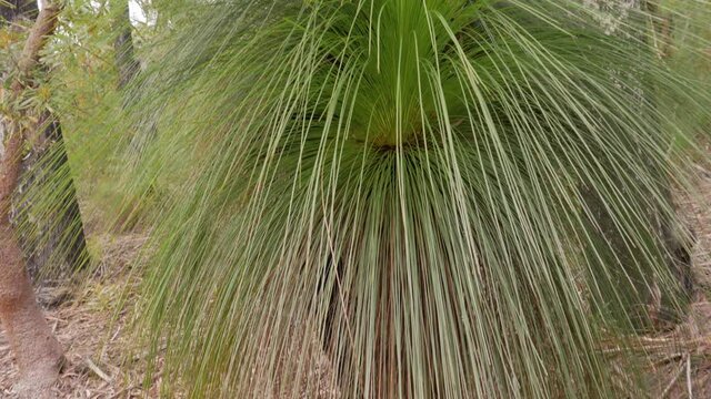 Australian Endemic Flowering Plant Of Xanthorrhoea - Blue Lake In Naree Budjong Djara National Park, North Stradbroke Island, QLD Australia. - Tilt-Down