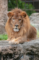 Obraz na płótnie Canvas 動物園のライオン