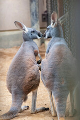 カンガルーの会話