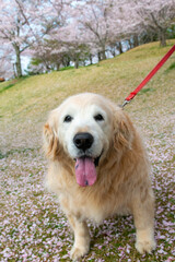 ゴールデンレトリバーと桜