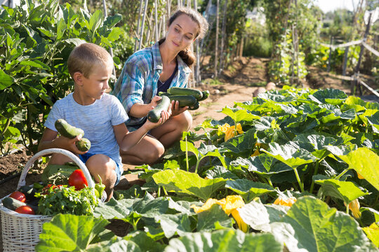 Mom with a little son harvesting vegetables from the beds in the garden. High quality photo