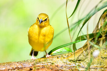 Birds