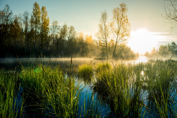 A beautiful flooded wetlands during the sunrise in spring. Fress, green grass growing in the water. Misty morning over the swamp. Springtime scenery in Northern Europe.