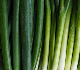 신선한 유기농 채소 파 
