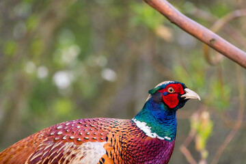 An Beautiful pheasant in nature