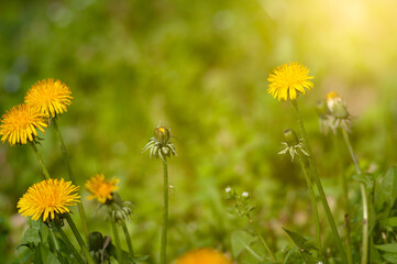 Spring, yellow, wildflowers. Sunny day in yellow and green colors of nature.