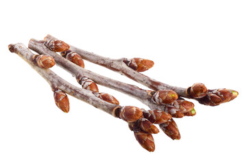 Cherry Tree Twigs. Spring Branches with Buds. Medicnal Tea Raw Material. Also known as Sour, Tart or Dwarf Cherry (Prunus Cerasus). Isolated on White.