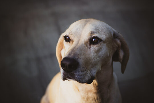 Portrait of Sad Looking Mutt