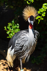 close up West African Crowned Crane with beautiful crown