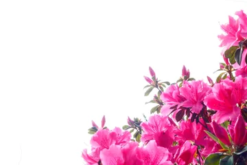 Rolgordijnen つつじの花 © maru co