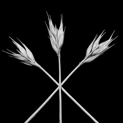 Three crossed wheat stems in black and white