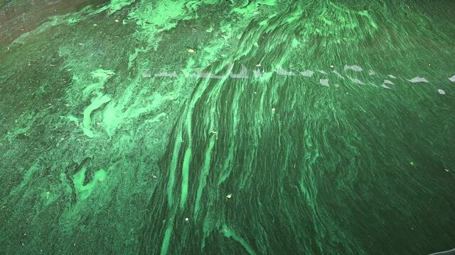 Tina and algae in water. 4K.