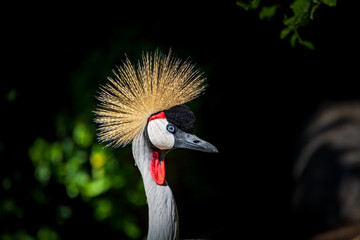 Fototapeta premium close up West African Crowned Crane with beautiful crown