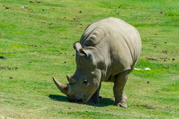 Fototapeta premium close up photo for Rhino eats grass