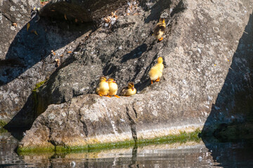 Cute little ducklings standing in a lake coast