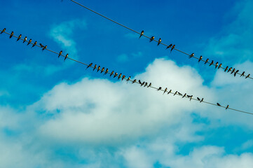 Swallows on a cable clouds and blue sky