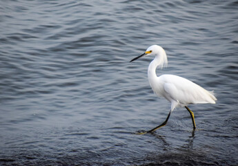 great white heron ardea cinerea
