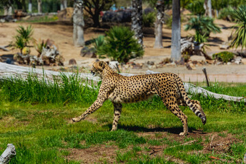 alert leopard in the juggle