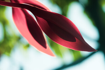 Pride of burma (Amherstia nobilis) Tree with wonderful flower