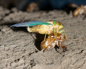 cockroach on the ground