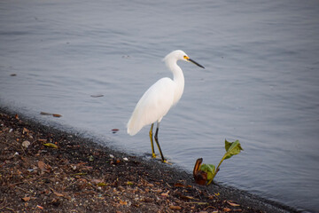 great blue heron