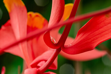 Pride of burma (Amherstia nobilis) Tree with wonderful flower