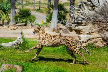 alert leopard in the juggle