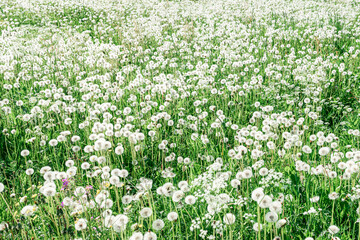 Big field with white fluffy dandelions and fresh green grass. Summer spring natural landscape.