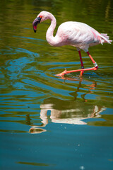 CHILEAN FLAMINGO mirrors in the water