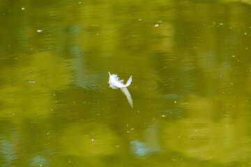 white feather mirrors in the green water