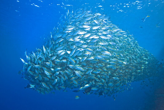School of Trevally