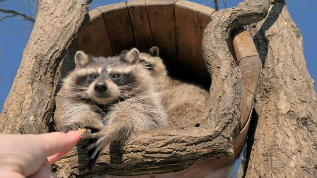 Slow motion shot of two cute raccoons take some bread pieces with their tiny hands from a human hand and greedily eating.