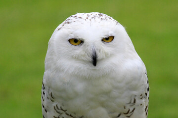 Obraz premium snowy owl