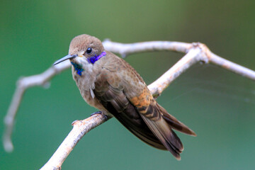 hummingbird perched on branch