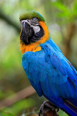 blue and yellow macaw
